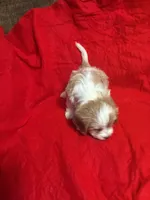 Sally, a female Cavapoo for sale in Holden, MO – Photo 1 of 3