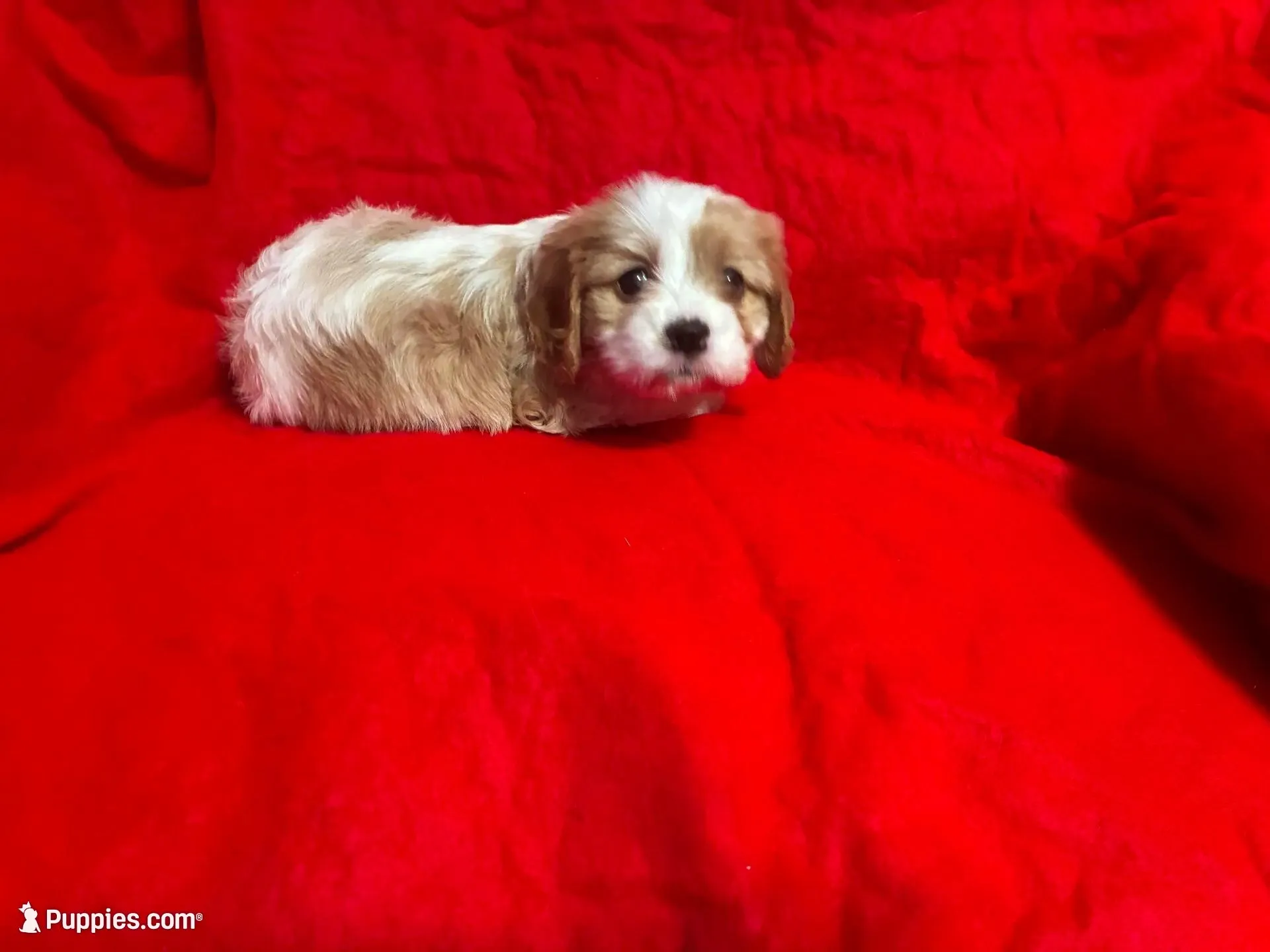 Sally, a female Cavapoo for sale in Holden, MO – Photo 2 of 3