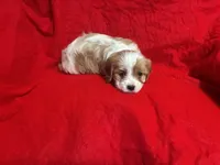 Sally, a female Cavapoo for sale in Holden, MO – Photo 3 of 3