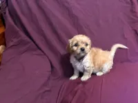 Little bit, a male Bichon Frise and Cavapoo for sale in Holden, MO – 1 of 6