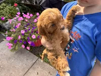 RednWhite, a male Cavapoo for sale in Holden, MO – 3 of 6