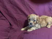 Little bit, a male Bichon Frise and Cavapoo for sale in Holden, MO – 6 of 6