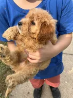 Tanner, a male Cavapoo for sale in Holden, MO – 5 of 5
