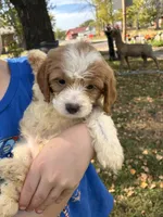 Bicolor male, a male Cavapoo and Bichpoo for sale in Holden, MO – 2 of 9