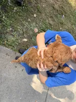 RednWhite, a male Cavapoo for sale in Holden, MO – 4 of 6
