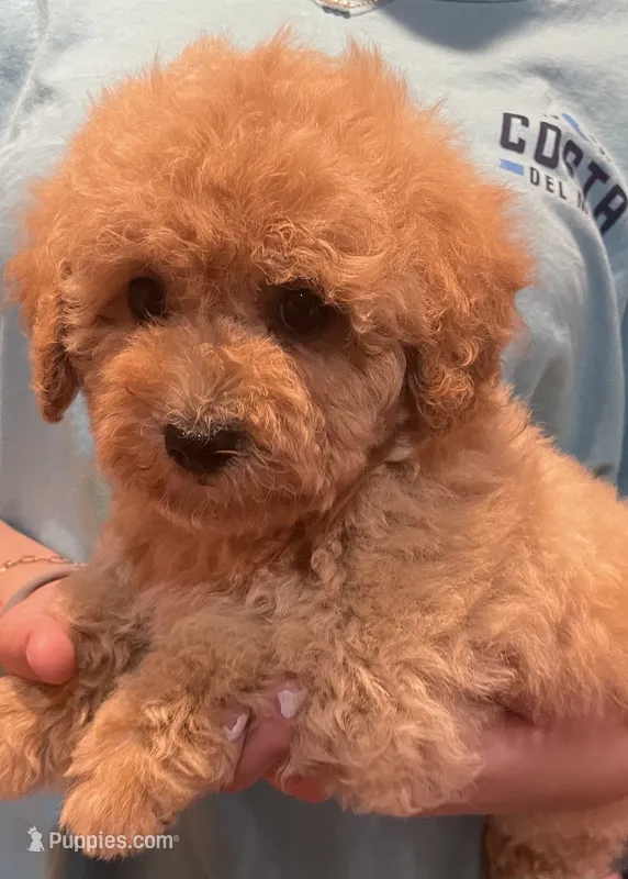 Megan – Poodle - Toy  puppy for sale in Potters Hill, NC