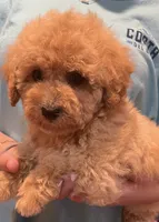 Megan, a female Poodle - Toy  for sale in Potters Hill, NC – 1 of 4