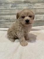 Morgan, a male Maltipoo for sale in Potters Hill, NC – 4 of 4