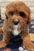 Maggie, a female Cavapoo for sale in Potters Hill, NC – 2 of 3