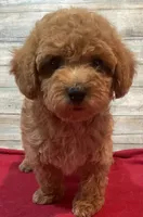 Ty, a male Poodle - Toy  for sale in Potters Hill, NC – 3 of 4