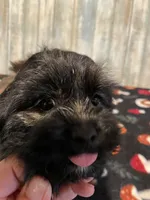 Smokey, a male Shihpoo for sale in Potters Hill, NC – 3 of 3