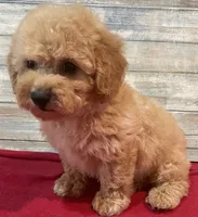 Cody, a male Poodle - Toy  for sale in Potters Hill, NC – 3 of 4