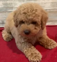 Ella, a female Poodle - Toy  for sale in Potters Hill, NC – 2 of 3