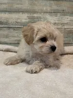 Brody, a male Maltipoo for sale in Potters Hill, NC – 2 of 4