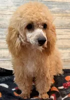 Cody, a male Poodle - Toy  for sale in Potters Hill, NC – 7 of 7
