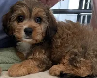 Mamie, a female Cavapoo for sale in Potters Hill, NC – 2 of 4