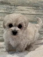 Reba, a female Maltipoo for sale in Potters Hill, NC – 3 of 4