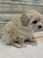 Brody, a male Maltipoo for sale in Potters Hill, NC – 4 of 4