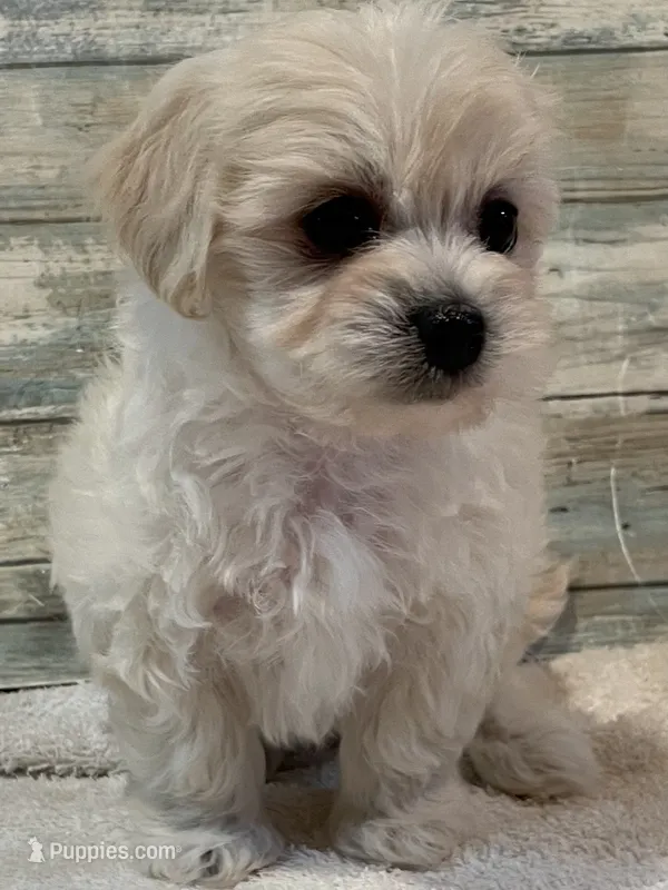 Reba – Maltipoo puppy for sale in Potters Hill, NC