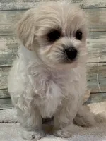 Reba, a female Maltipoo for sale in Potters Hill, NC – 1 of 4