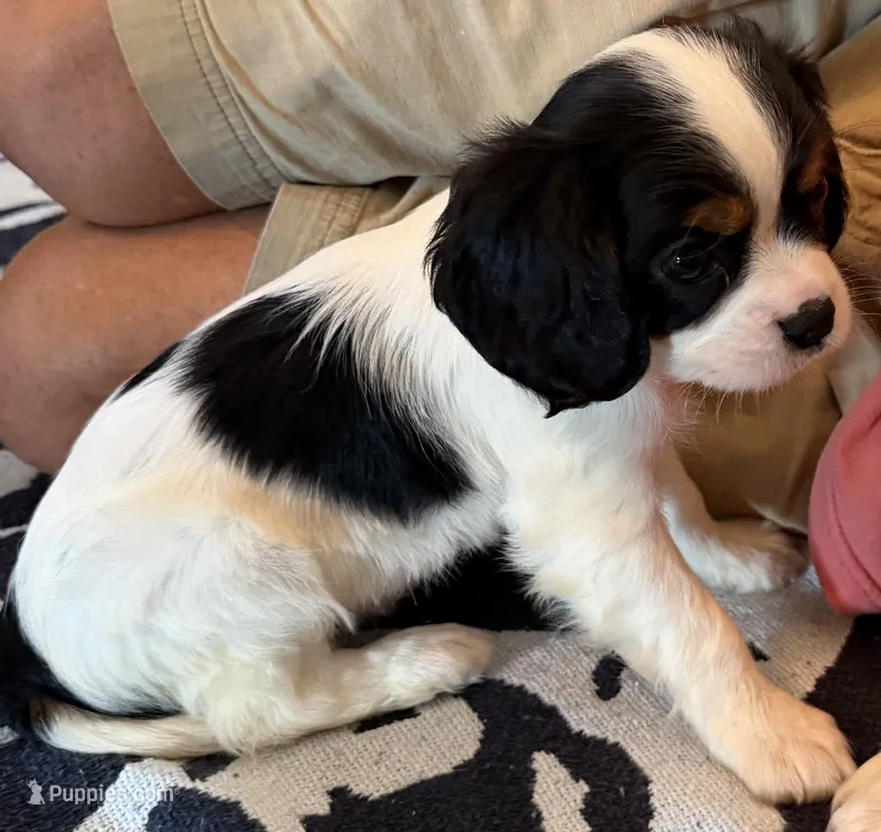 Sally – Cavalier King Charles Spaniel puppy for sale in Potters Hill, NC