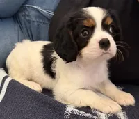 Sally, a female Cavalier King Charles Spaniel for sale in Potters Hill, NC – 4 of 4