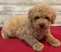Ella, a female Poodle - Toy  for sale in Potters Hill, NC – 3 of 3