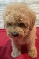 Megan, a female Poodle - Toy  for sale in Potters Hill, NC – 4 of 4