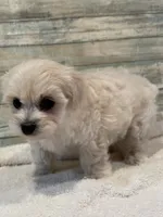 Reba, a female Maltipoo for sale in Potters Hill, NC – 4 of 4