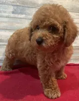 Ty, a male Poodle - Toy  for sale in Potters Hill, NC – 4 of 4