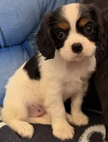 Sally, a female Cavalier King Charles Spaniel for sale in Potters Hill, NC – 3 of 4