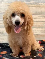 Cody, a male Poodle - Toy  for sale in Potters Hill, NC – 5 of 7