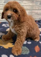 Maggie, a female Cavapoo for sale in Potters Hill, NC – 3 of 3