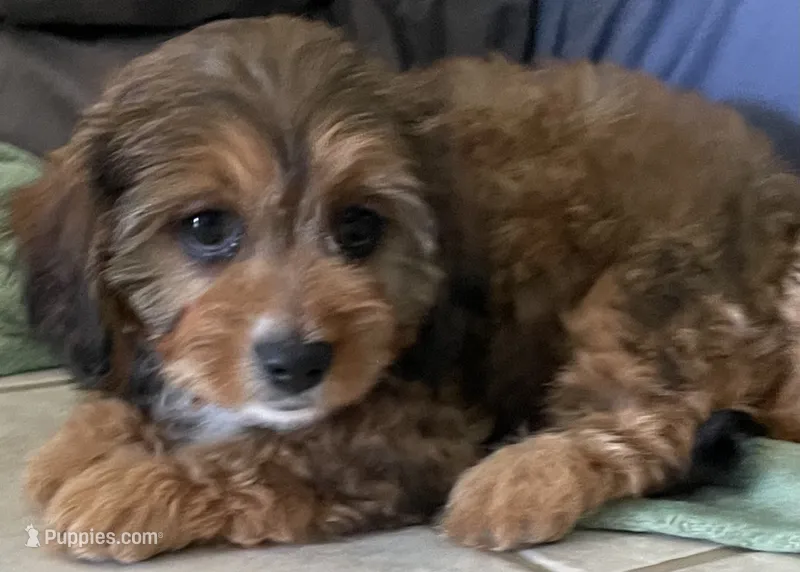 Mamie, a female Cavapoo for sale in Potters Hill, NC – 1 of 4