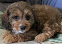 Mamie, a female Cavapoo for sale in Potters Hill, NC – 1 of 4