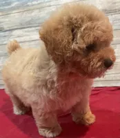 Megan, a female Poodle - Toy  for sale in Potters Hill, NC – 3 of 4