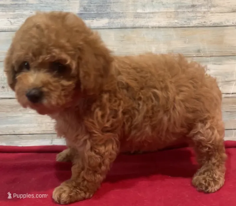 Ty – Poodle - Toy  puppy for sale in Potters Hill, NC