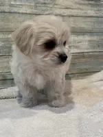 Reba, a female Maltipoo for sale in Potters Hill, NC – 2 of 4