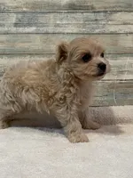 Morgan, a male Maltipoo for sale in Potters Hill, NC – 2 of 4
