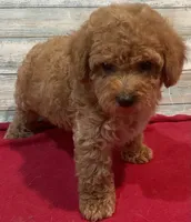 Ty, a male Poodle - Toy  for sale in Potters Hill, NC – 2 of 4