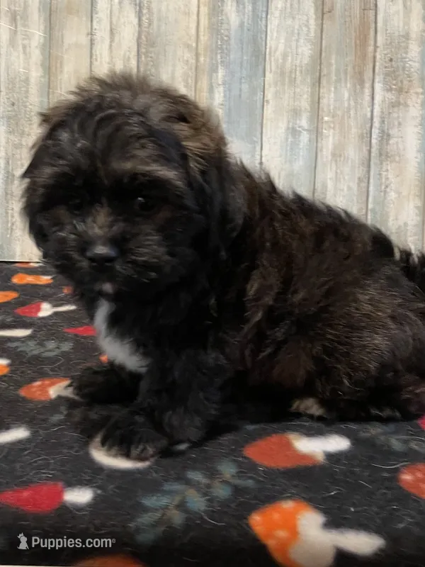 Smokey – Shihpoo puppy for sale in Potters Hill, NC