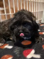 Smokey, a male Shihpoo for sale in Potters Hill, NC – 2 of 3