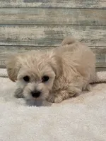 Brody, a male Maltipoo for sale in Potters Hill, NC – 3 of 4