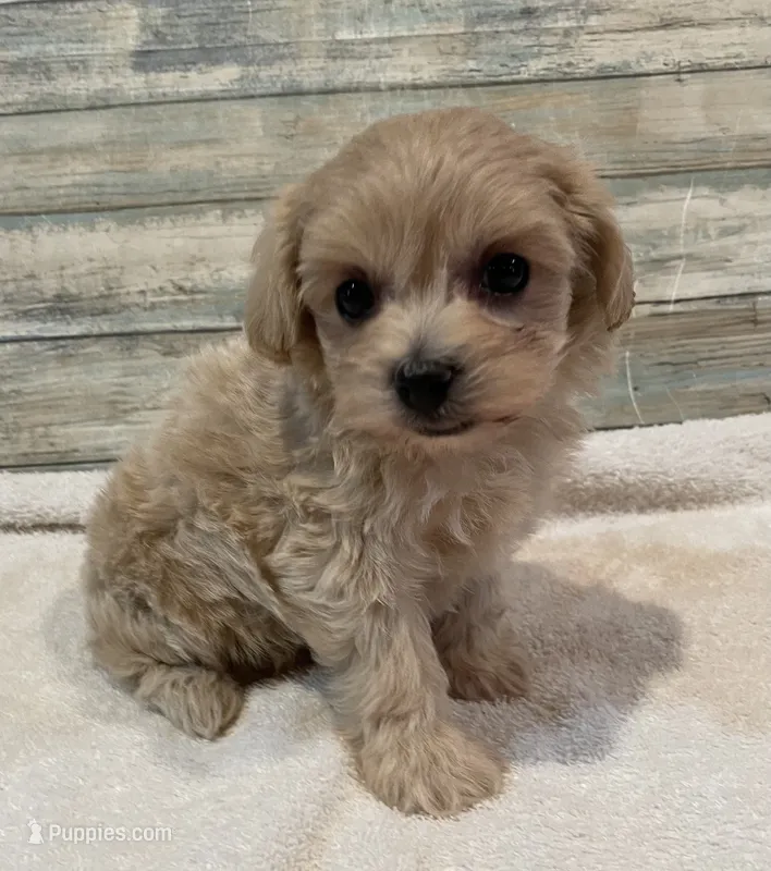 Morgan – Maltipoo puppy for sale in Potters Hill, NC