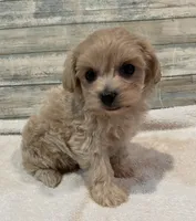 Morgan, a male Maltipoo for sale in Potters Hill, NC – 1 of 4