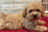 Cody, a male Poodle - Toy  for sale in Potters Hill, NC – 2 of 4
