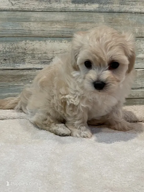 Brody – Maltipoo puppy for sale in Potters Hill, NC