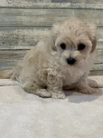 Brody, a male Maltipoo for sale in Potters Hill, NC – 1 of 4