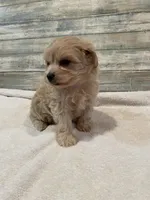 Morgan, a male Maltipoo for sale in Potters Hill, NC – 3 of 4