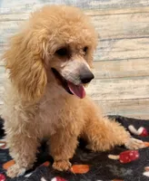 Cody, a male Poodle - Toy  for sale in Potters Hill, NC – 6 of 7